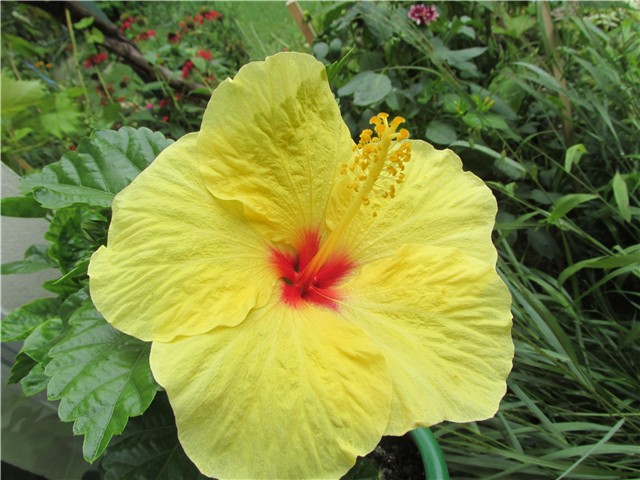 hibiskus hibridni